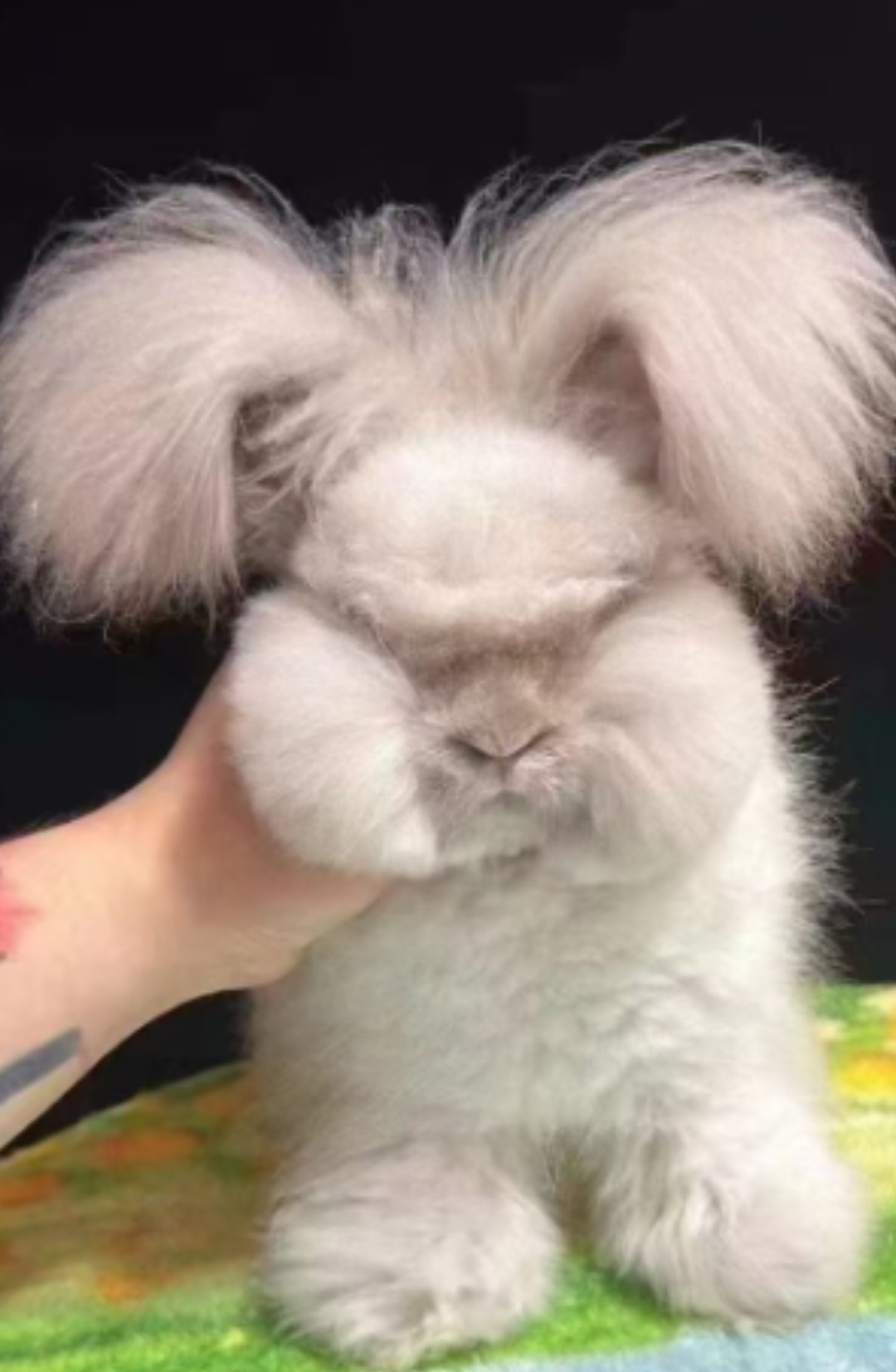 双血熊版安哥拉兔崽重点梦幻暹罗色